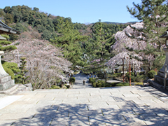 天然の花や草木から一枚一枚手間暇をかけて染め上げる草木染め